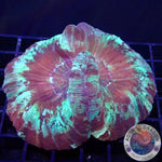 Trachyphyllia geoffroyi „Marble“ WYSIWYG