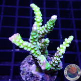 Anacropora spp. „Green Goblin“ WYSIWYG „AD Special“