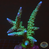 Acropora gomezi „Mixed Gomez“ WYSIWYG „AD Special“