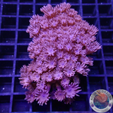 Gonipora spp. „Dark Flower“