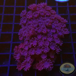 Gonipora spp. „Dark Flower“