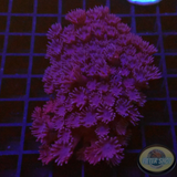 Gonipora spp. „Dark Flower“