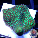 Porites spp. „Grinch“