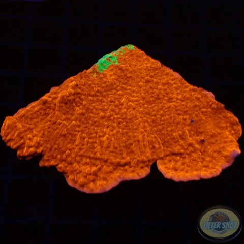 Montipora spp. „Grafted“ WYSIWYG „AD Special“