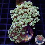 Euphyllia baliensis „Gold Jelly“