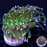 Euphyllia glabrescens „Ultra Berry“ AD Special