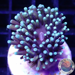 Euphyllia glabrescens „Mini Master“ WYSIWYG