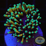 Euphyllia glabrescens „Mini Master“ WYSIWYG