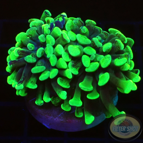 Euphyllia paraancora „Splash“