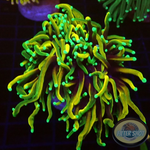 Euphyllia glabrescens 🐉 „Gold Dragon“ AD Special