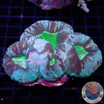 Lobophyllia spp. „Salt Lake“ WYSIWYG „AD Special“