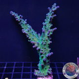 Acropora austera „Petrol“ WYSIWYG „AD Special“