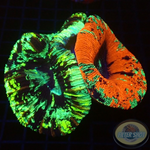 Trachyphyllia geoffroyi „Tracy Backpack“ WYSIWYG