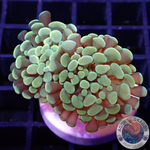 Euphyllia baliensis „Gold Jelly“