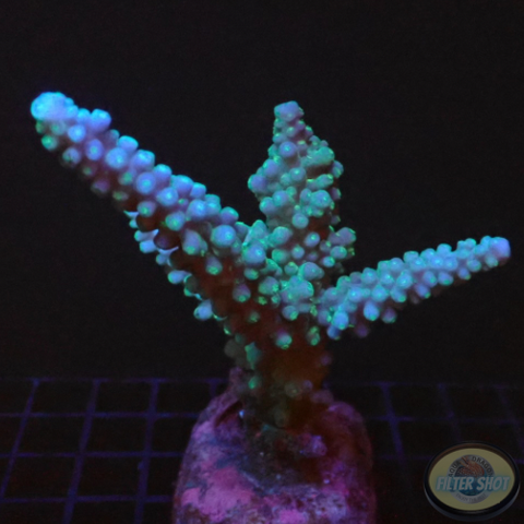 Acropora spp. „Blue Gomez“ WYSIWYG „AD Special“