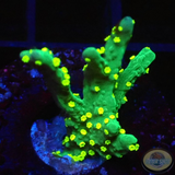 Montipora stellata „Limy“ WYSIWYG „AD Special“