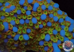 Montipora spp. 🌈 „Rainbow“ AD Special“