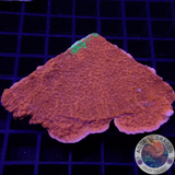 Montipora spp. „Grafted“ WYSIWYG „AD Special“