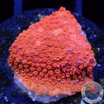 Stylocoeniella spp. „Vesuv“