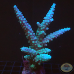 Acropora gomezi „Blue Gomez“ WYSIWYG „AD Special“