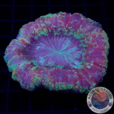 Trachyphyllia geoffroyi „Rainbow Tracy“ WYSIWYG