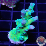 Acropora spp. „Fusion“ WYSIWYG „AD Special“