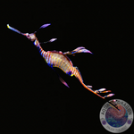 Phyllopteryx taeniolatus „Seedrache“