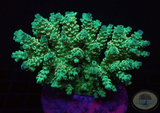 Acropora tenuis „Lime“ WYSIWYG