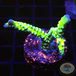 Anacropora spp. „Green Goblin“ AD Special