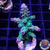 Acropora spp. „Purp Tip“ WYSIWYG