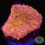 Lobophyllia spp. „Pink Passion“ WYSIWYG