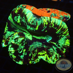 Trachyphyllia geoffroyi „Tracy Backpack“ WYSIWYG