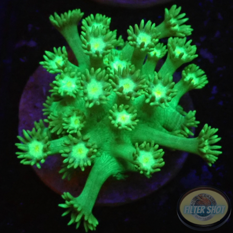 Goniopora spp. „Nuclear Flower“