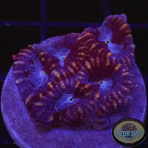 Favia spp. “Blue Tiger” AD Special