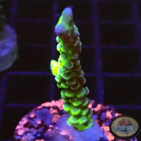 Anacropora spp. „Green Goblin“ AD Special