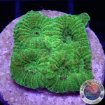 Goniastrea spp. “24K” AD Special