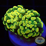 Euphyllia baliensis „Gold Jelly“