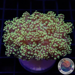 Euphyllia yaeyamaensis „Juicy Grape“ AD Special