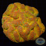 Symphyllia spp. „Sugar Peach“ WYSIWYG „AD Special“