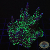 Acropora nana „Star Wars“ WYSIWYG „AD Special“