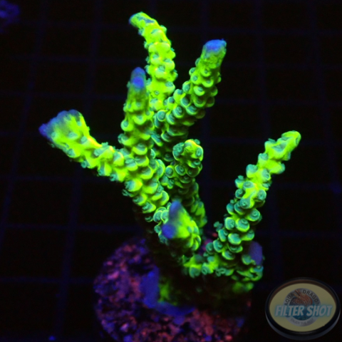 Anacropora spp. „Green Goblin“ WYSIWYG „AD Special“