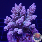 Acropora tenuis „Walt Disney“ WYSIWYG