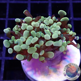 Euphyllia baliensis „Gold Jelly“