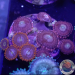 Krustenanemonen „Mixi Daisy“ WYSIWYG