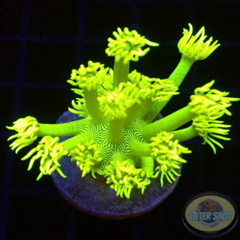 Goniopora spp. „Yellow Beauty“