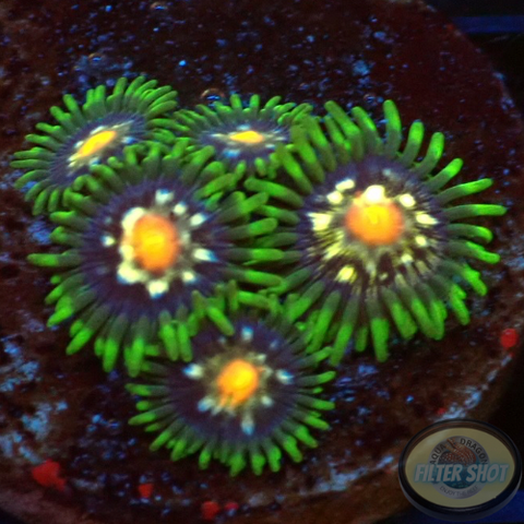 Krustenanemonen „Stargazer“