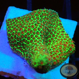 Porites spp. „Grinch“