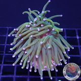 Euphyllia glabrescens „USA Holy Grail“