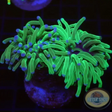 Euphyllia glabrescens „Blueberry“ WYSIWYG „AD Special“