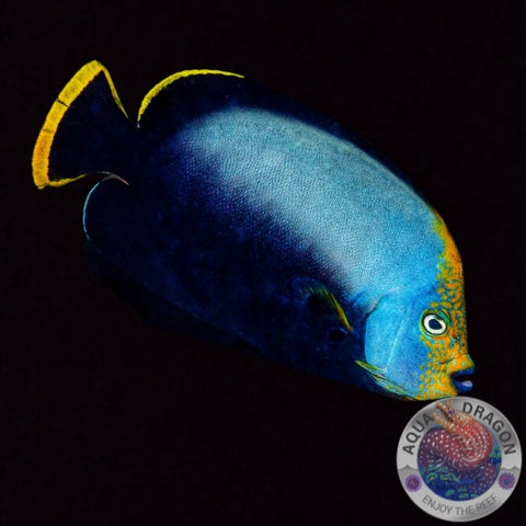 Chaetodontoplus melanosoma „Schwarzer-Samtkaiserfisch“ S